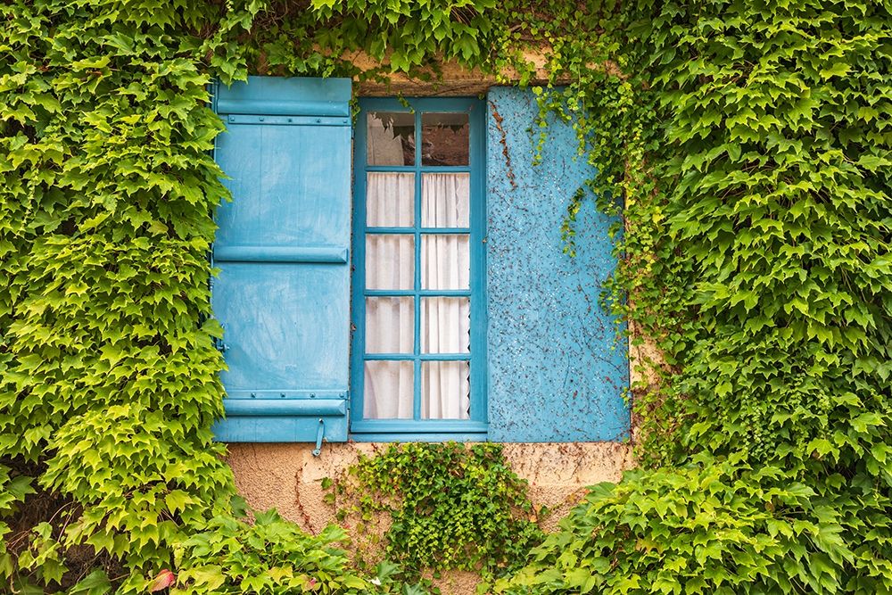 France-Dordogne-Hautefort A blue shuttered window in an ivy covered wall in the town of Hautefort